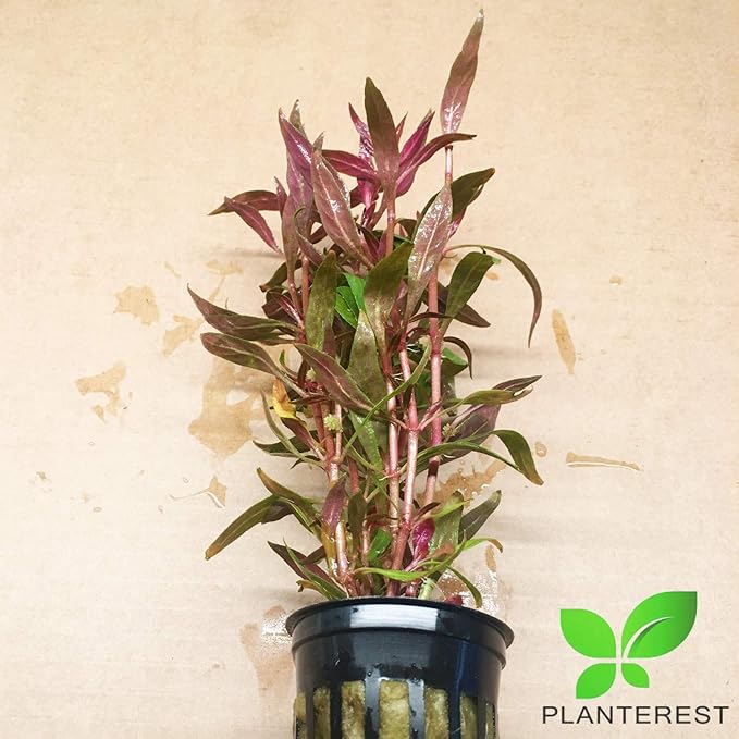 Alternanthera Rosaefolia Potted Background Easy Live Aquarium Plant Decorations BUY2GET1FREE
