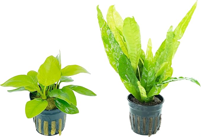 Anubias Nana Golden and Java Fern Tall 2 Pots - Live Aquarium Plant Snail Free