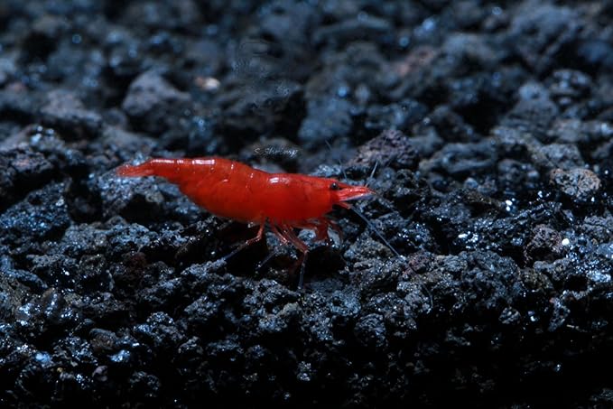 Live Freshwater Aquarium Shrimp - Neocaridina (Bloody Mary, 5 Pack)