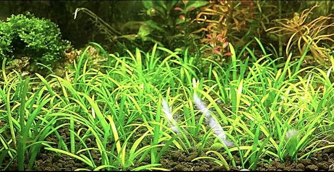 15x Dwarf Sagittaria Subulata Dwarf Sag Live Aquarium Plants Aquatic Carpet Plant Buy 2 GET 1FREE