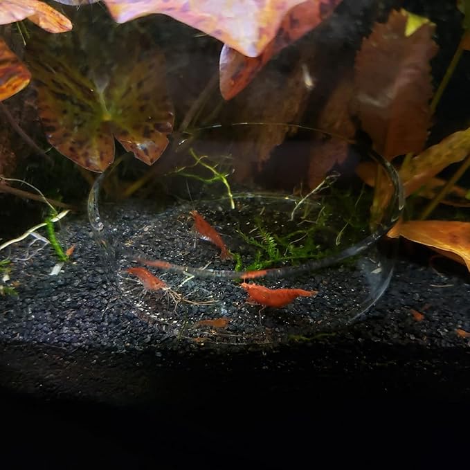 1PCS 60mm/65mm Aquarium Shrimp Feeding Dish, Glass Round Fish Feeder Bowl Reptiles Water Food Dish Clear Dishes Tray
