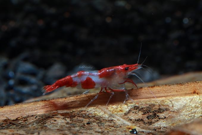 Live Freshwater Aquarium Shrimp - Neocaridina (Red Rili, 5 Pack)