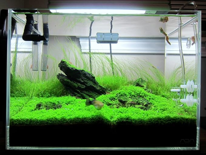 Marcus Fish Tanks - 3X Micranthemum Monte Carlo Pots Easy Live Aquarium Plants