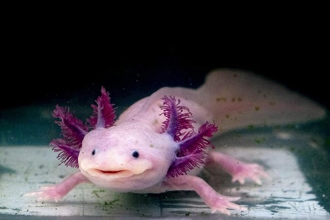 Gourmet Axolotl Soft Food Pellet Mix 3.2mm & 4.0mm & MINI BLOODWORM Sticks (4oz) - A7