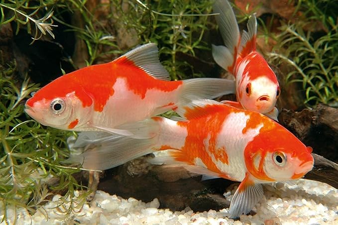 Sera Pond Flakes Fish Food 1.2 lb/3800 ml | Staple Food for Smaller Pond Fish | Rich in Vitamins & Minerals | Balanced Diet for Healthy & Active Fish | for e.g. Goldfish, bitterlings & Juvenile Fish