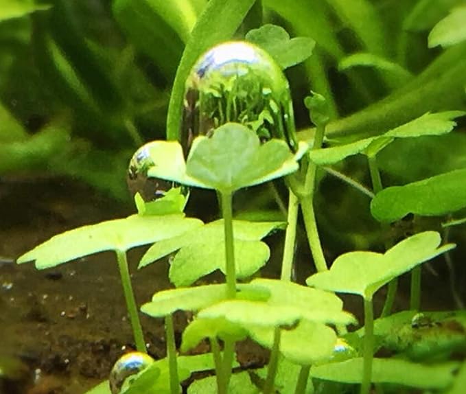 Dwarf Pennywort Japan Tissue Culture | Hydrocotyle Tripartita Japan Freshwater Live Aquarium Plant