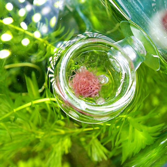 Shrimp Feeding Dish, Transparent Aquarium Feeding Dish with Strong Suction, No Mess Aquarium Glass Feeder for Feeding Shrimp, Fish and Reptiles in Tank, Glass Hole Cup