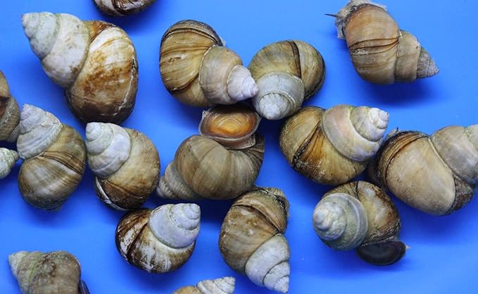 (20) Pack of Trapdoor Snails Live for Aquarium Pond or Fish Tank