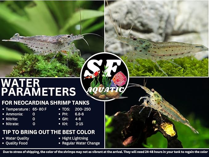 SF Aquatic™ 10 Amano Live Freshwater Aquarium Shrimps Algae Eater for Planted Aquarium. Live Arrival Guarantee