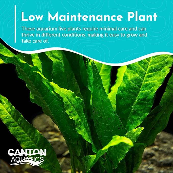 Live Aquarium Plants - Java Fern Mat, Large Microsorum Pteropus, Tall Fresh Water Aquarium Plants for Aquariums, Java Fern Live Plants, Aquarium Plants Live
