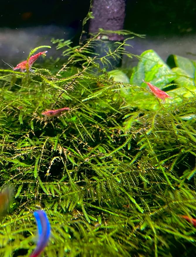 Christmas Moss Vesicularia Montagnei Live Freshwater Aquarium Plants Buy 2 Get 1