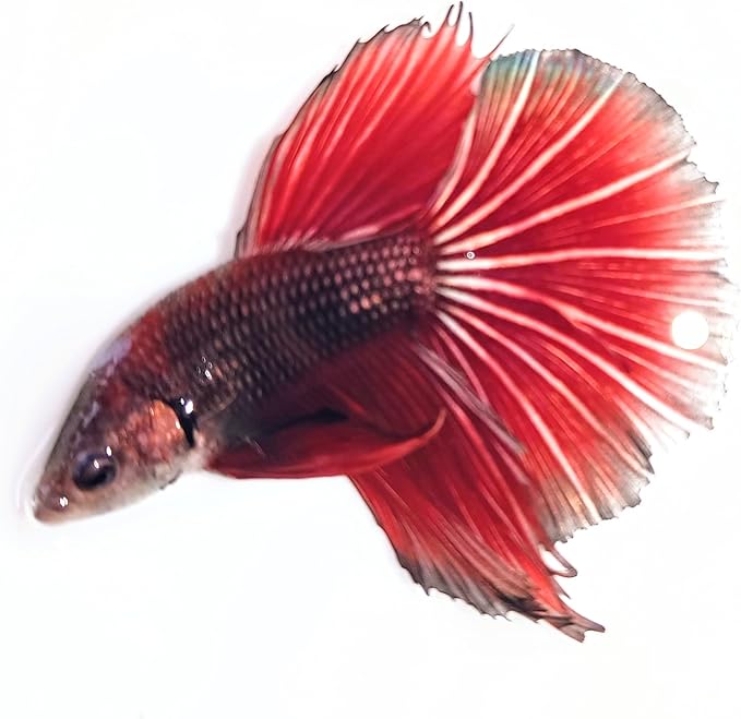 Male Halfmoon Betta - Assorted Color - Live Aquarium Tropical Fish…