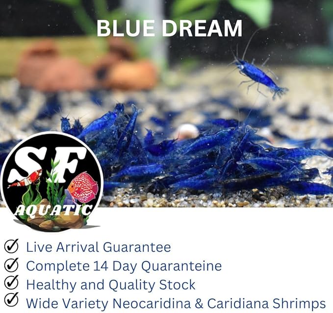 SF Aquatic™ 20 Blue Dream Shrimps High Grade Neocaridina Live Freshwater Aquarium Shrimps. Fully Mature Breeding Age. Live Arrival Guarantee.