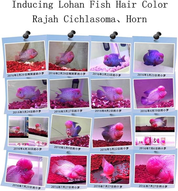 About 30 PackAquarium Red Lava Rock Fish Tank Volcanic Pumice Stones for Shrimp Betta(1''-1.2'')
