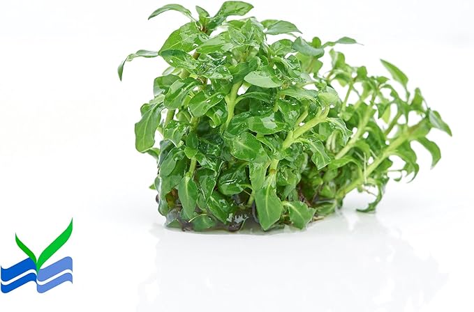 Staurogyne Repens Tissue Cultured - Foreground Aquarium Plant
