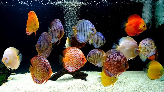 A.D.P. Fish Booster Bits Variety All Discus & Tropical Fish Food Mini Slow Sinking Pellets Grow Faster & Color Enhancing High Protein 47% for Goldfish & Aquarium Tropical Fish 60 g. Small Fish Feed