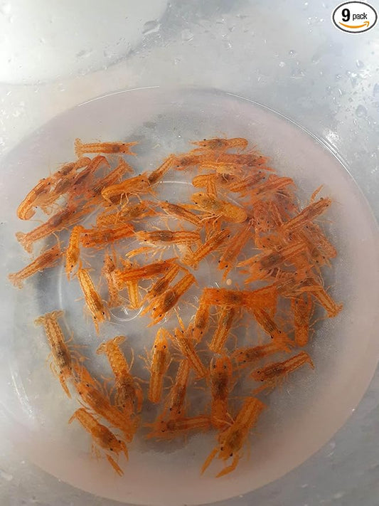 12 Live CPO Mexican Orange Dwarf Crayfish CPO