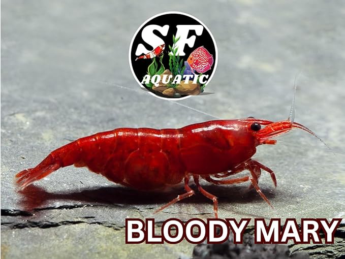 SF Aquatic™ 20 Premium Bloody Mary Neocaridna Live Freshwater Aquarium Shrimps for Aquarium. Adults Beeding Age. Live Arrival Guarantee.