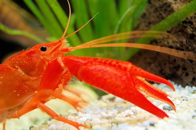 Super Freshwater Shrimp Food,Calcium,Spirulina,Crayfish & Snail Mix,Cherry Shrimp,Bottom Feeders - A109 (Veggie & Krill, 8oz)