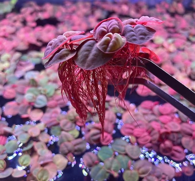 Live Red Root Floater Aquarium Plant (80+ Leaves) Floating Freshwater Plant for Shrimp Tank Betta Tank Low Light Aquariums