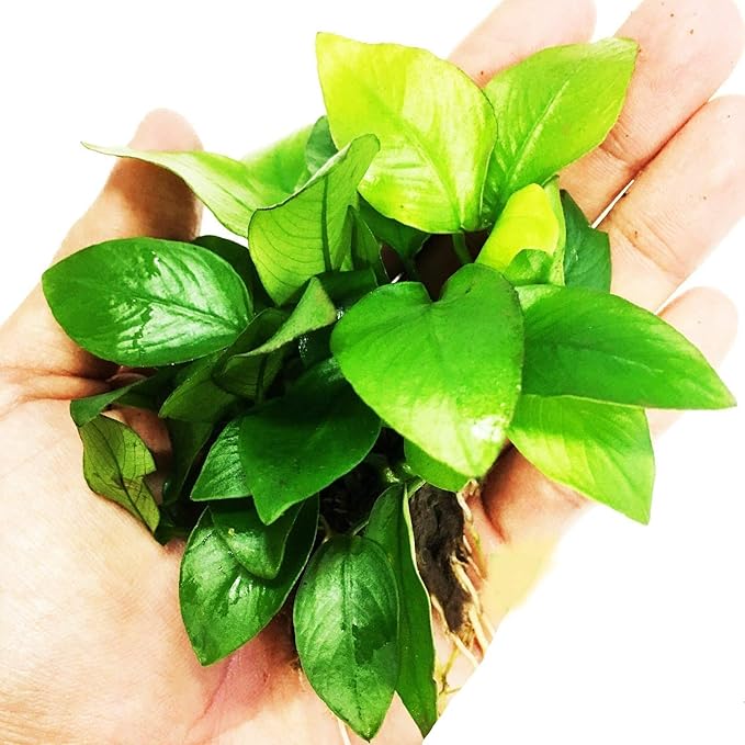 – Anubias Nana Golden Potted Easy Live Aquarium Plant Decorations BUY2GET1FREE