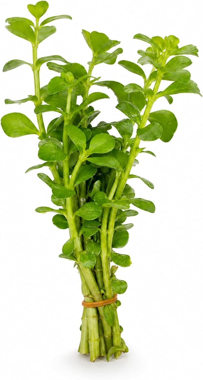 Moneywort Bacopa Monnieri Live Aquarium Plant Stem Bundle Freshwater Easy Beginner Background Plant - Low-Medium Light
