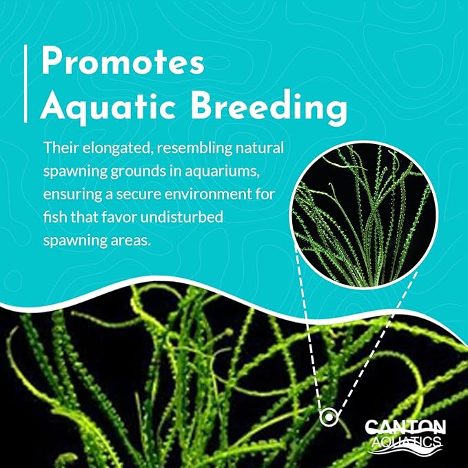 Live Aquarium Crinum Calamistratum Plant - Improve Water Quality - Promotes Aquatic Breeding - Fast Growth, Long Lasting & Easy to Care - 1 Crinum Calamistratum Plant, Green