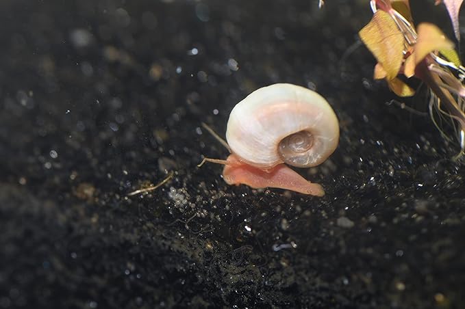 Wpc-Co. Ramshorn Snails - RED Color - Freshwater Aquarium Algae Eater - Ten Juvenile to Adult Ramshorn Snails Assorted Sizes Red Color - Aquarium Cleanup Crew - 10 Aquarium Ramshorn Snails