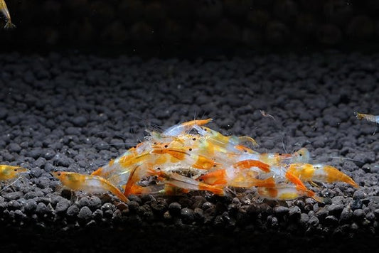 Live Freshwater Aquarium Shrimp - Neocaridina (Orange Rili, 5 Pack)
