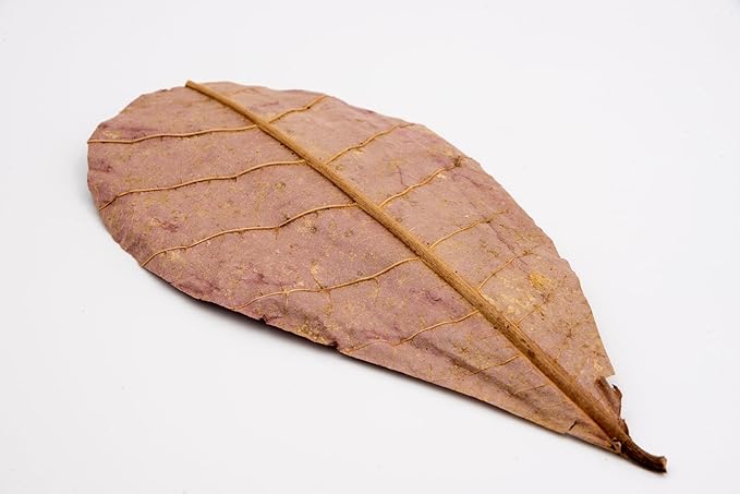 Awesome Aquatic Betta Shrimp Leaves 30 4"-6" Premium Catappa Indian Almond Leaves Aquarium Fish Shrimp Betta Tanks Blackwater Habitat Health Color Natural Habitat Tannin Improves Immunity