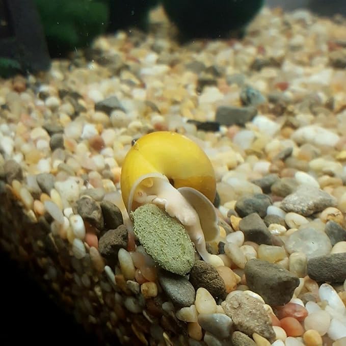 Sinking 12mm - 1/2" Spirulina Algae Wafers, Ideal for All Bottom Fish, Plecos, Shrimp, Snails, Crayfish, All Herbivorous and Omnivorous Tropical Fish...5-lbs