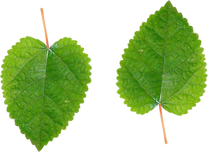 Awesome Aquatic Mulberry Shrimp Leaves Natural Botanical Leaf Food Organic Treat Aquarium Fish Shrimp Terrarium High Protein Vitamin Mineral Fiber Healthy Habitat Environment (Mulberry 50 pk)