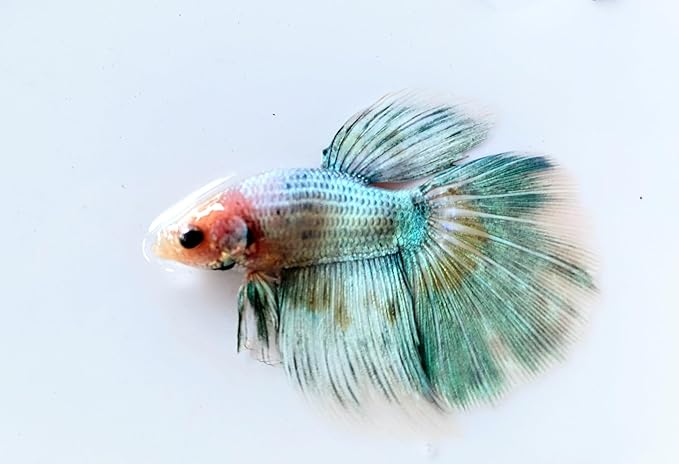 Male Halfmoon Betta - Assorted Color - Live Aquarium Tropical Fish…