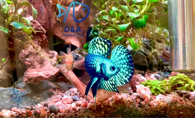D&A Tropical Live Fish-1 Male Wild Betta Alien Live Fish- Live Betta Fish for Pond, Fish Tank or Aquarium, Live Fish Freshwater (Green Moscow)