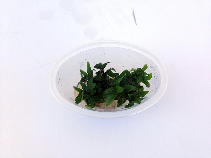 Staurogyne Repens Tissue Cultured - Foreground Aquarium Plant