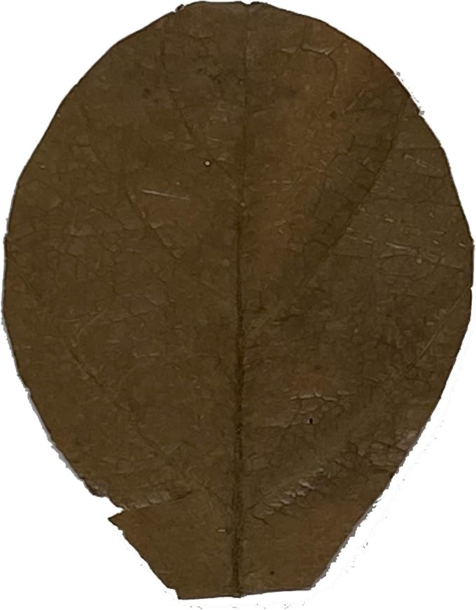 Awesome Aquatic Shrimp & Betta Leaves Catappa/Indian Almond, Dadap, Mulberry Natural Habitat Tannin Producing Improves Immunity Easy to USE (Catappa Mini 2 in 50 Pk)