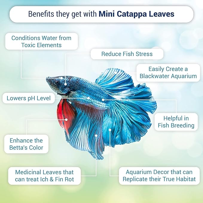 SunGrow 50 pcs Catappa Indian Almond Leaves – 2” Water Conditioner for Betta Fish Tank, Aquarium Leaf for Fish Breeding, Shrimp, Goldfish, Guppy & Frogs