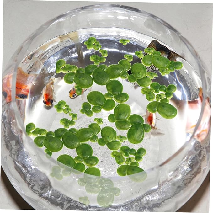 TEHAUX 36pcs Artificial Floating Duckweed Plant Artificial Foliage Pond Decor Pond Scenery Aquarium Fish Tank Decoration