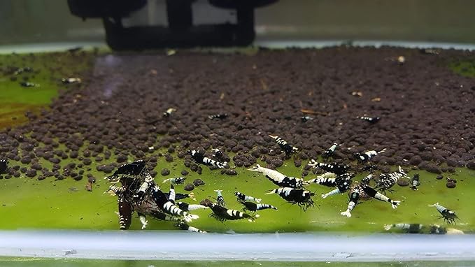 ShrimpRack™ 10 Black German Pinto Freshwater Aquarium Shrimps 1/4 to 1/2 inch Long.