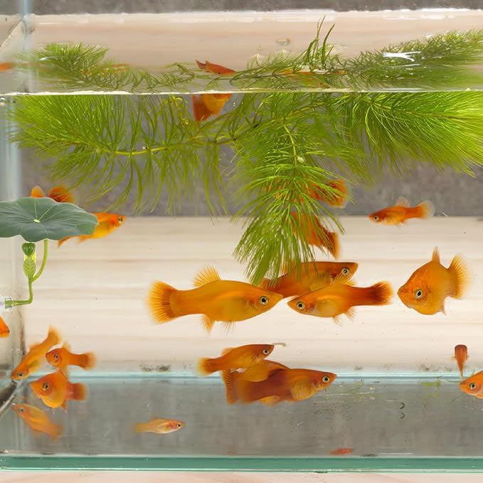 Kichvoe Betta Lotus Leaf Bed Aquarium Floating Decor Fish Tank Accessories Betta Resting Spot and Hideaway Artificial Lotus Leaf 2.55X2.28X2.12In