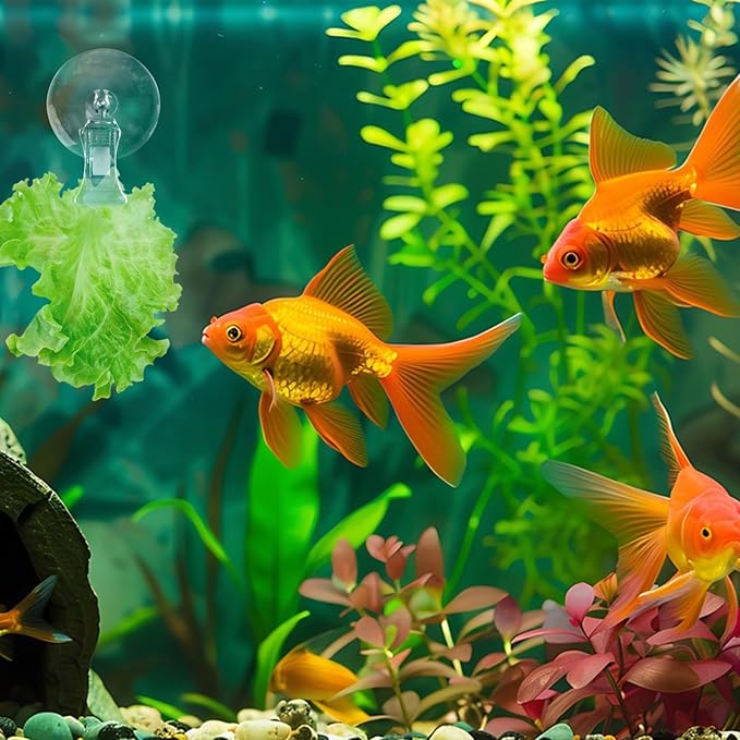 6 Pack Veggie Aquarium Seaweed Clips Fish Food Holder Wide Mouth Clips Plants Suction Cups Algae Clip for Freshwater and Marine Fish Tank (Small Clip)