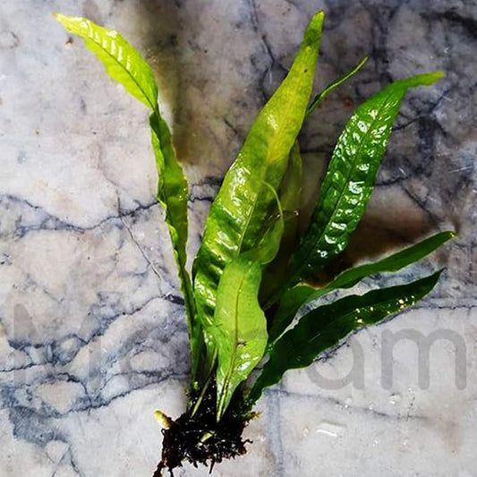 Java Fern Microsorum Pteropus Bundle Low Light Freshwater Easy Tropical Live Aquarium Plant Decorations 3 Days Guarantee by Mainam