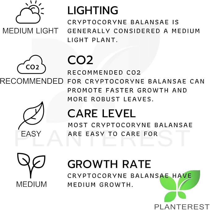 Cryptocoryne Balansae Long Leaves Rooted Live Aqiarium Plants Rhizome BUY2GET1FREE