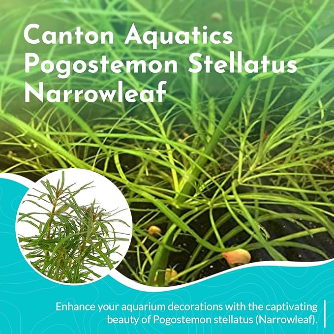 Pogostemon Stellatus Narrowleaf Live Aquarium Plant - Hardy Low Maintenance Freshwater Plant - Ideal for Betta and Shrimp Tanks - Ideal for Aquascaping & Fish Health - 2 Pot