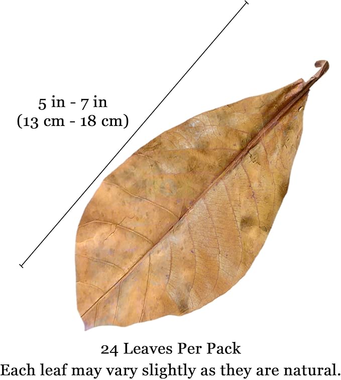 JOR 25 Pack Large Catappa Indian Almond Leaves for Bettas, 7-9 Inches, Effortless Water Conditioning, Great Values, Help Bettas and Tropical Fish Thrive