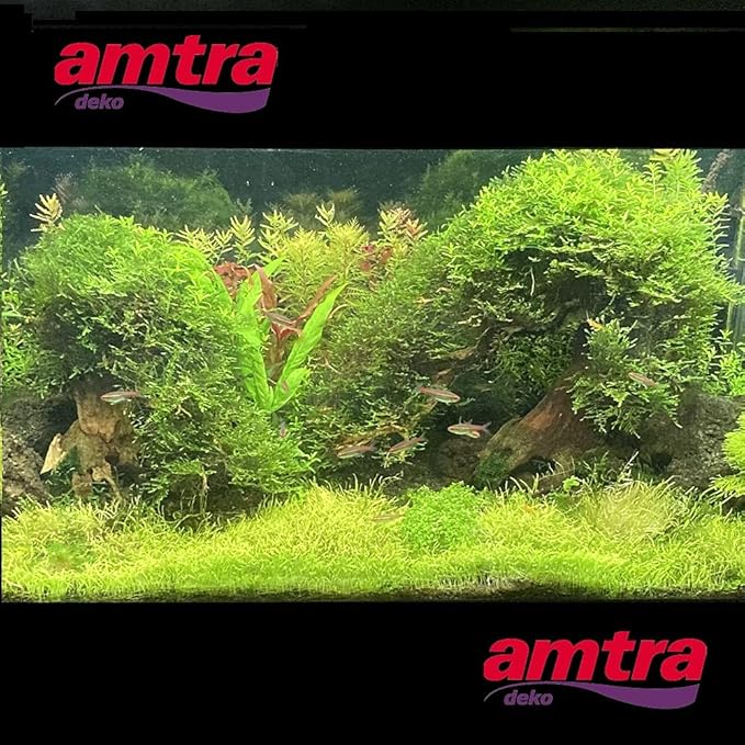 Amtra - Oriental Wind 3 wood, handmade, for aquarium, 30X13X23 CM