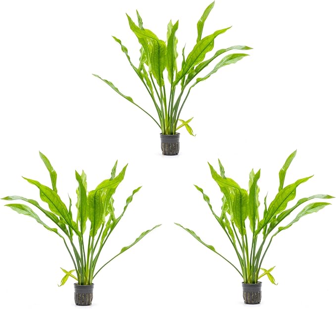 SubstrateSource Amazon Sword Echinodorus Bleheri Live Plant for Freshwater Aquariums, Natural Fish Tank Decorations, and Aquatic Decor (3 Pots (6-9 Plants))