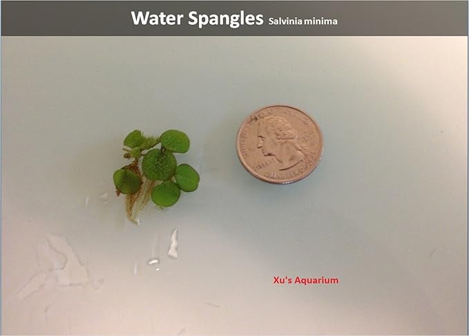 G’z Aquarium Floating Plants Package #1, 12 Amazon Frogbit, 12 Dwarf Water Lettuce, 12 Water Spangles