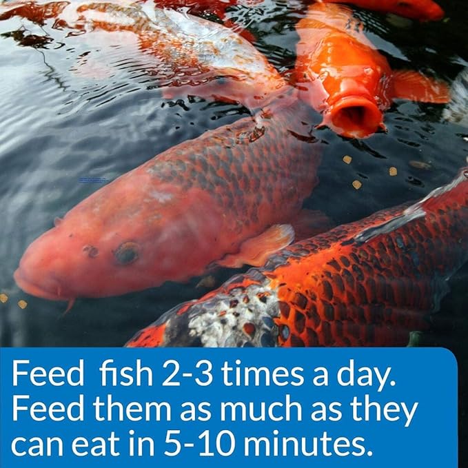 API POND COOL WATER FOOD Pond Fish Food 11-Ounce Container