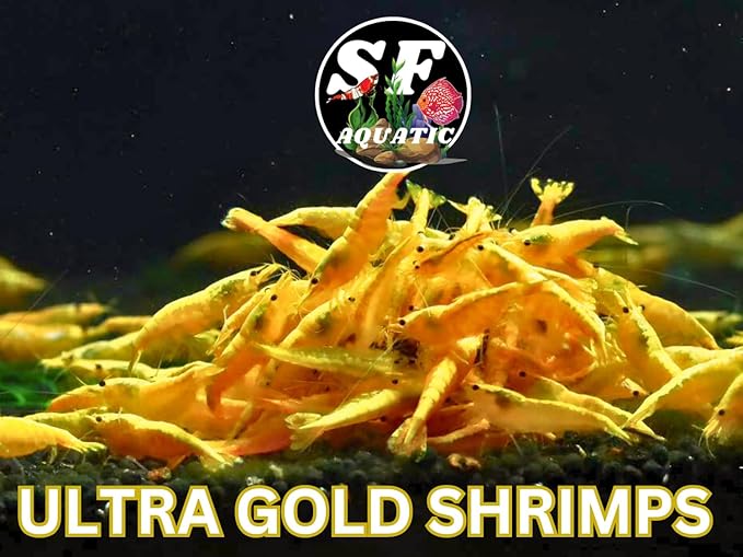 SF Aquatic™ 10 Premium Ultra Gold Neocaridna Live Freshwater Aquarium Shrimps for Aquarium. Adults Beeding Age. Live Arrival Guarantee.